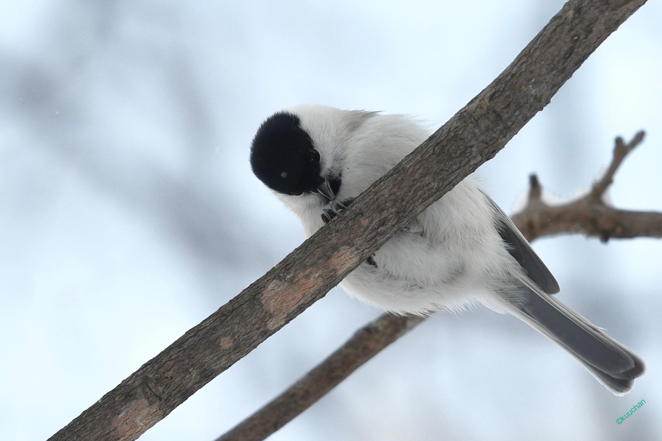 ハシブトガラ コガラ そしてヒガラ – きみに伝えたい 北海道 野鳥と