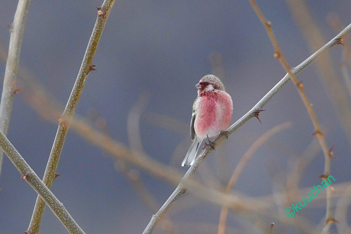 ベニマシコ ベニマシコ – きみに伝えたい 北海道 野鳥と野生動物